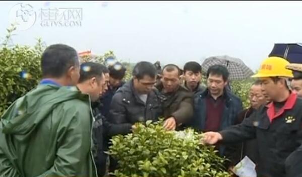 永福：柑桔黄龙病培训下田间 为春播种保驾护航