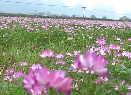 临桂早春红花草：美了景 肥了田